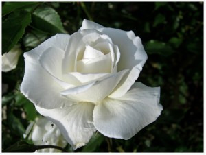 Lillysmum / pixelio.de